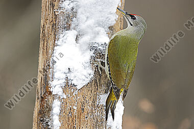 Grauspecht Männchen