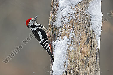 Mittelspecht Männchen