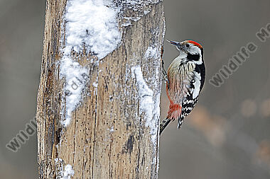 Mittelspecht Weibchen