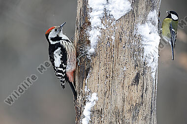 Mittelspecht Weibchen