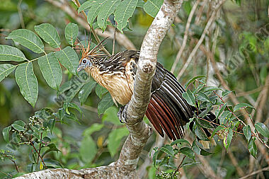Hoatzin