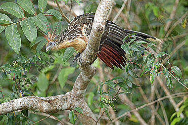 Hoatzin