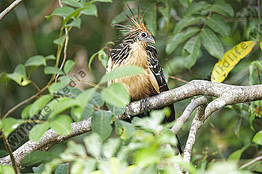Hoatzin