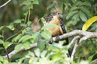 Hoatzin