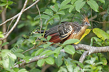 Hoatzin