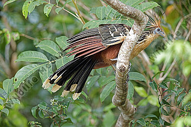 Hoatzin