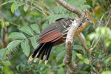 Hoatzin