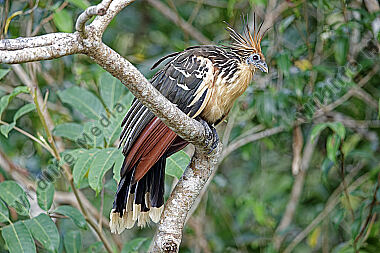 Hoatzin