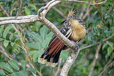Hoatzin