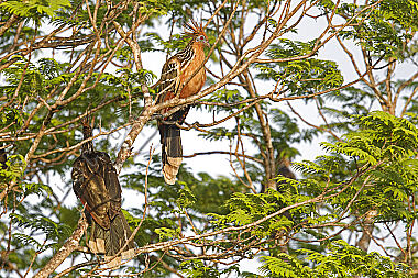 Hoatzin