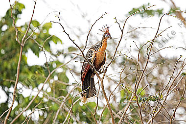 Hoatzin