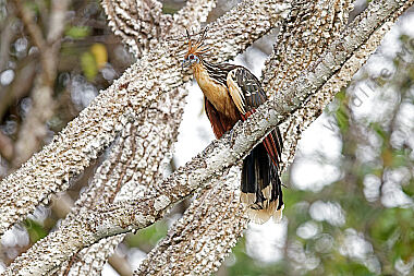 Hoatzin