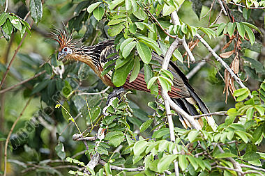 Hoatzin