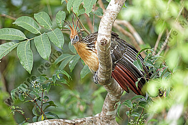 Hoatzin