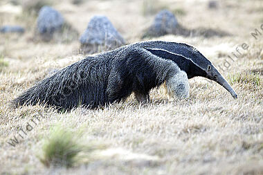Großer Ameisenbär