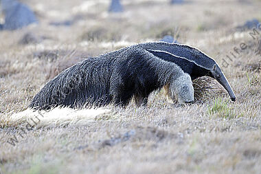 Großer Ameisenbär