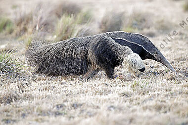 Großer Ameisenbär