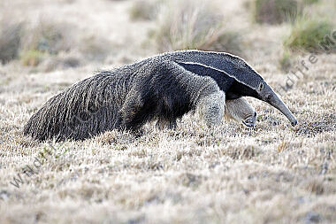 Großer Ameisenbär
