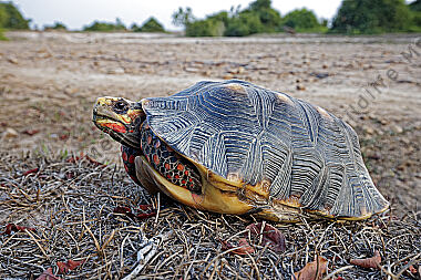 Köhlerschildkröte