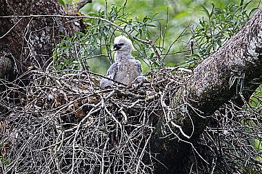 Harpyie Jungvogel