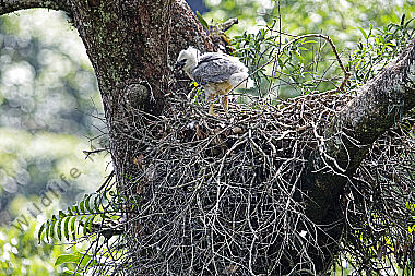 Harpyie Jungvogel