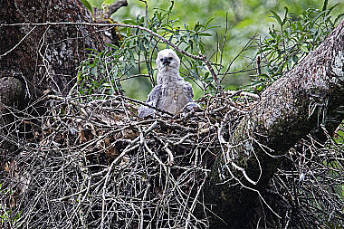 Harpyie Jungvogel
