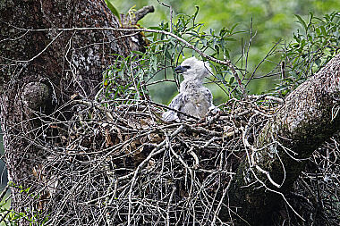 Harpyie Jungvogel