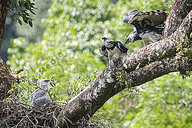 Harpyie Pärchen mit Jungvogel
