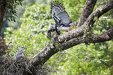 Harpyie Pärchen mit Jungvogel