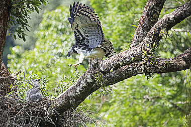 Harpyie Pärchen mit Jungvogel