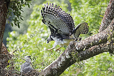 Harpyie Pärchen mit Jungvogel