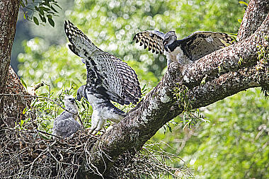 Harpyie Pärchen mit Jungvogel