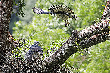 Harpyie Pärchen mit Jungvogel