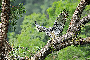 Harpyie Weibchen mit Jungvogel