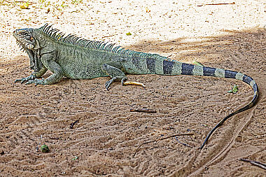 Grüner Leguan