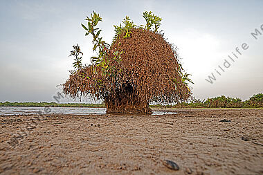 Llanos Landschaft