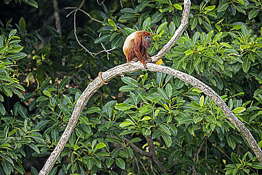 Roter Brüllaffe Männchen