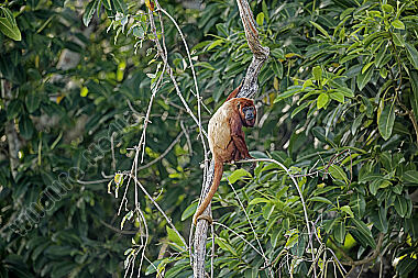 Roter Brüllaffe Männchen