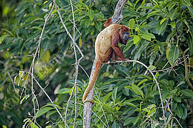 Roter Brüllaffe Männchen
