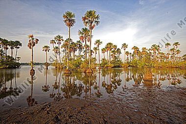 Savannen-Feuchtgebiet Llanos