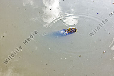 Anakonda Männchen