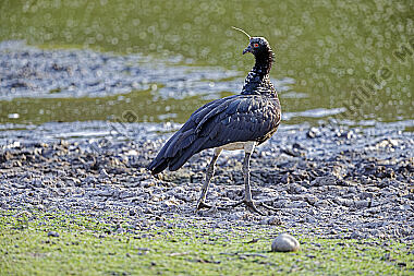 Hornwehrvogel