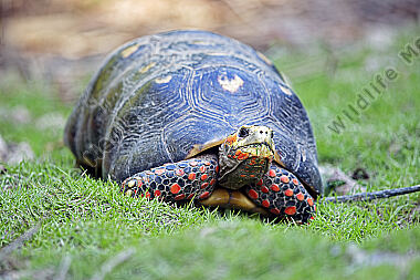 Köhlerschildkröte