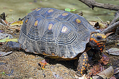 Köhlerschildkröte