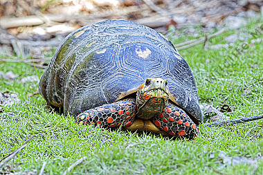 Köhlerschildkröte