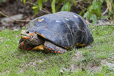 Köhlerschildkröte