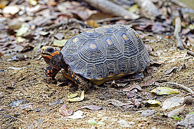 Köhlerschildkröte