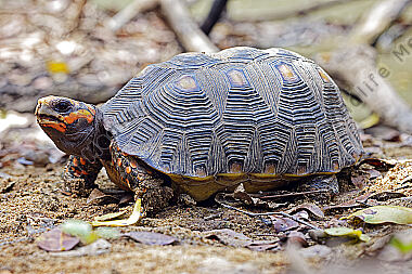 Köhlerschildkröte