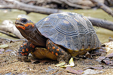 Köhlerschildkröte
