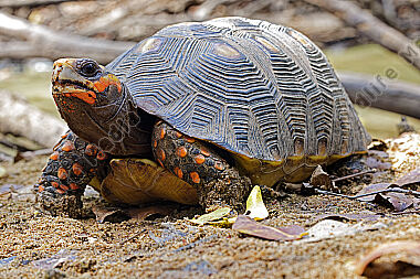Köhlerschildkröte